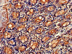 NR0B1 Antibody