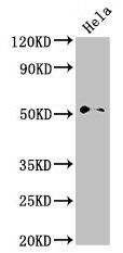 NR0B1 Antibody