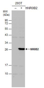 nuclear receptor subfamily 0 group B member 2 Antibody
