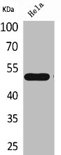 NR1H3 Antibody