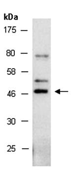 NR2F1 (N1) Antibody, Rabbit Polyclonal