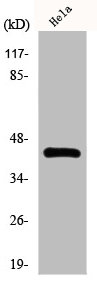 NR2F6 Antibody
