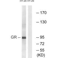 NR3C1 Antibody