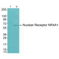 NR4A1 Antibody