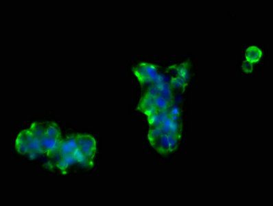 NRCAM Antibody