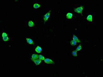 NREP Antibody