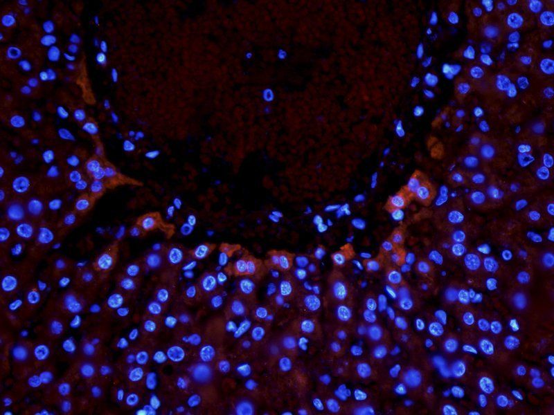 Nrf2 antibody