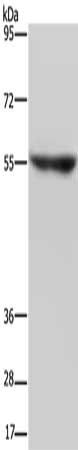 NRG3 Antibody