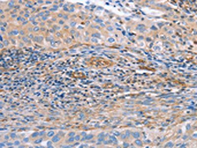 NRG4 Antibody