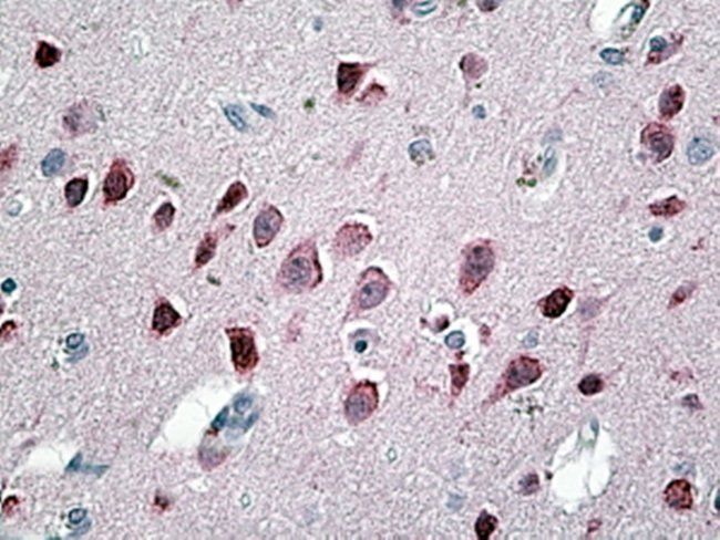 Neurogranin precursor Antibody