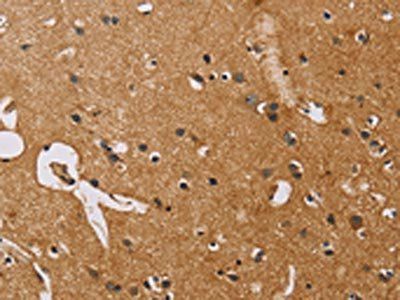 NRN1 Antibody