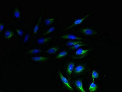 NRSN1 Antibody