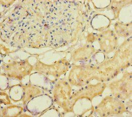 NSMF Antibody