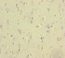 NSMF Antibody