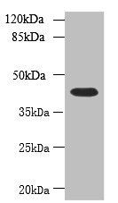 NSUN4 Antibody