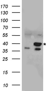 NTH1 Antibody
