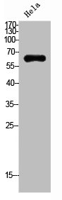 NTN1 Antibody
