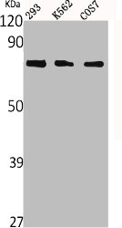 NTN1 Antibody