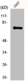 NTN1 Antibody