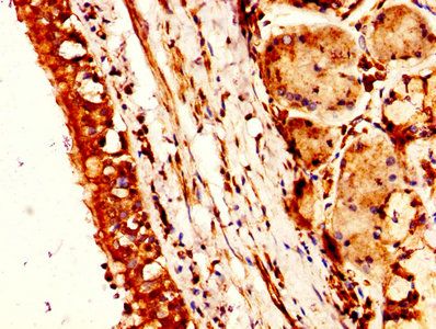 NTS Antibody