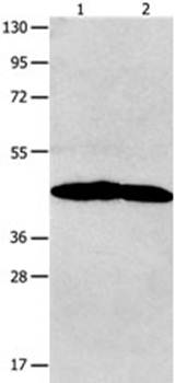 NTSR1 Rabbit Polyclonal Antibody