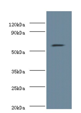 NOP58 Antibody