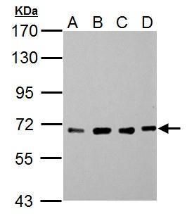 Nucleoporin p62 Rabbit Polyclonal Antibody