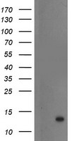 NDEL1 Antibody