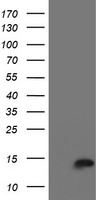 Nudel Antibody