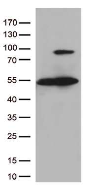 Nudel Antibody