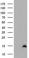 Nudel Antibody