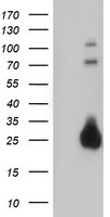 Nudel Antibody