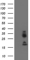 Nudel Antibody