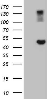 NUDT21 Antibody