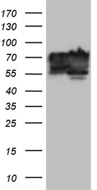 NUDT21 Antibody