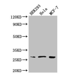 NUDT21 Antibody