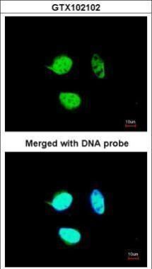 NULP1 Rabbit Polyclonal Antibody