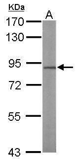 NULP1 Rabbit Polyclonal Antibody