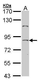 NULP1 Rabbit Polyclonal Antibody