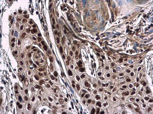 NuMA Rabbit Polyclonal Antibody