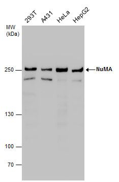 NuMA Rabbit Polyclonal Antibody