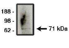 Rabbit anti Human NUMB Antibody