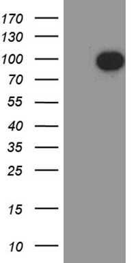 NUMBL Antibody