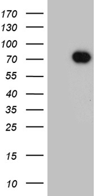 NUMBL Antibody