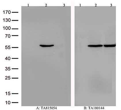 NUMBL Antibody