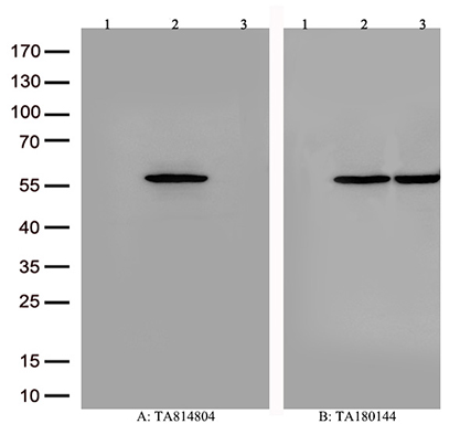 NUMBL Antibody