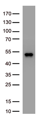 NUMBL Antibody