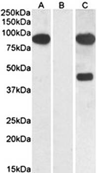 NUMBL Antibody