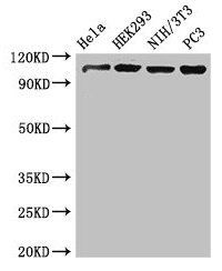 NUP107 Antibody