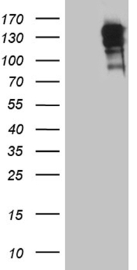 NUP43 Antibody